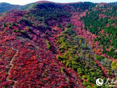河南禹州:賞紅葉、品燴菜 引爆旅游新熱點(diǎn)
