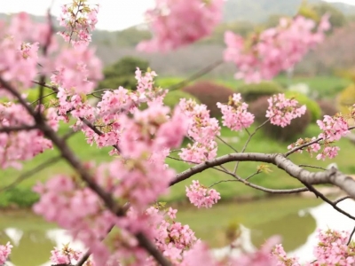 當武漢東湖櫻花遇上紅瓦白墻