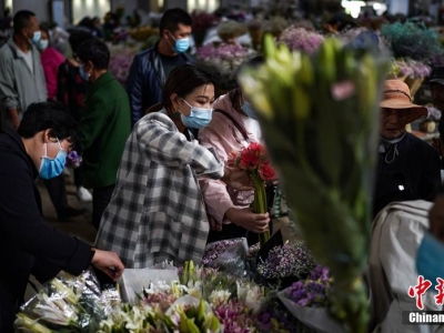 昆明:斗南花卉市場交易回暖