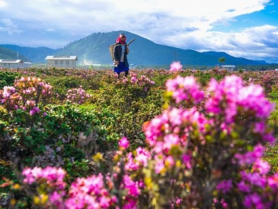 香格里拉賞花 杜鵑花之旅等您來