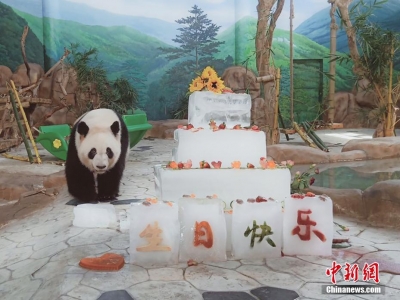 呆萌熊貓“兄妹”品嘗“冰蛋糕”過生日