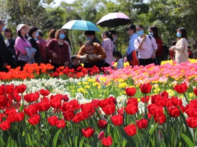 福建:郁金香花開(kāi)迎客來(lái)