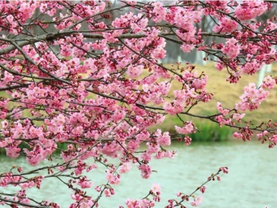 湖北枝江:春來(lái)櫻花開(kāi) 市民賞花忙