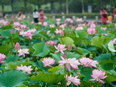 江蘇南京:荷花盛開惹人醉