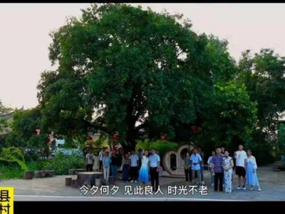 寶豐縣一古樹將登上央視七夕晚會